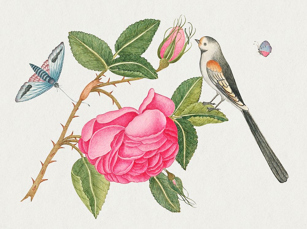 The 18th century illustration of a small black and white bird on rose leaf with blossoms and butterflies. Original from The…