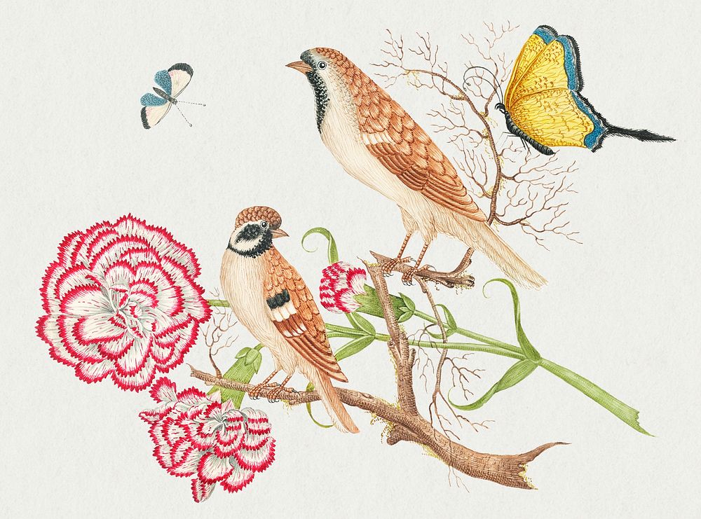 The 18th century illustration of two brown birds with carnations and butterflies. Original from The Smithsonian. Digitally…