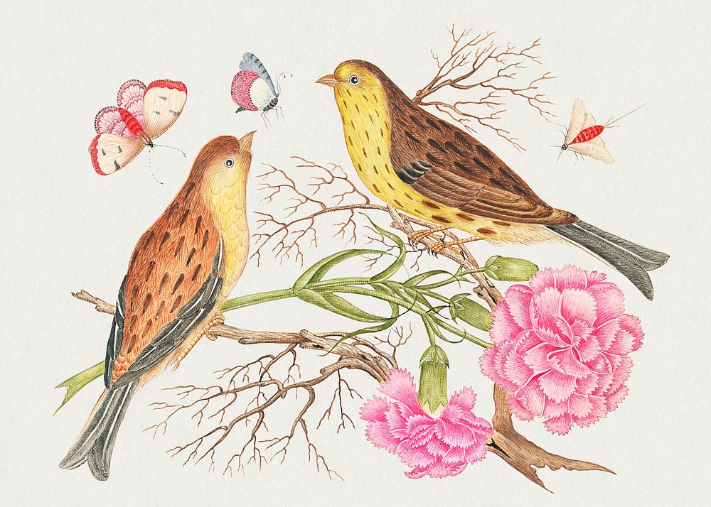 The 18th century illustration of two brown and yellow birds on branches with carnations and insects. Original from The…