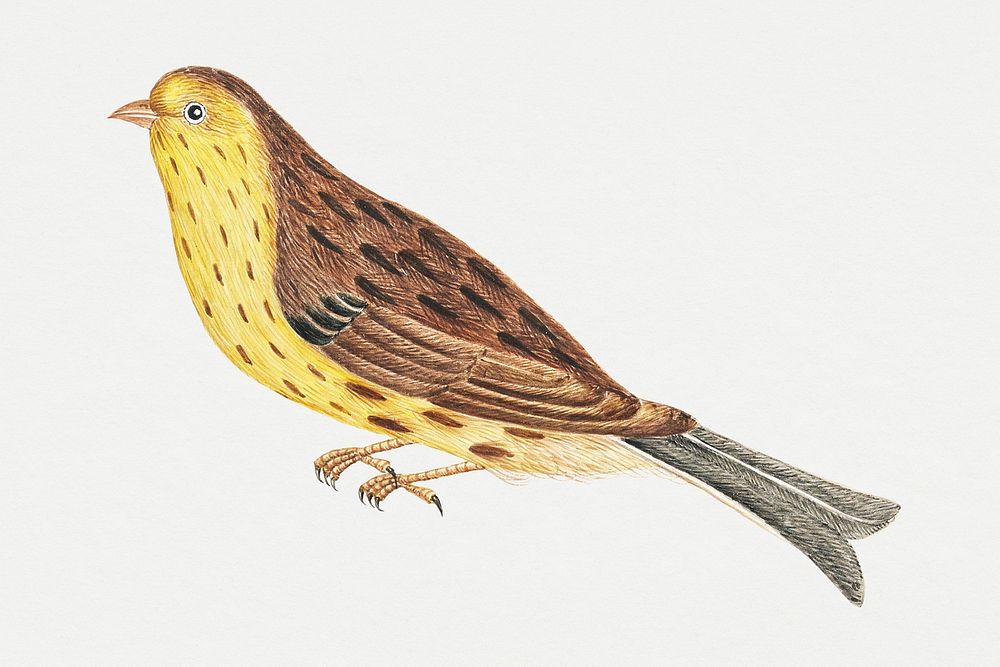 Brown and yellow bird, remixed from the 18th-century artworks from the Smithsonian archive.