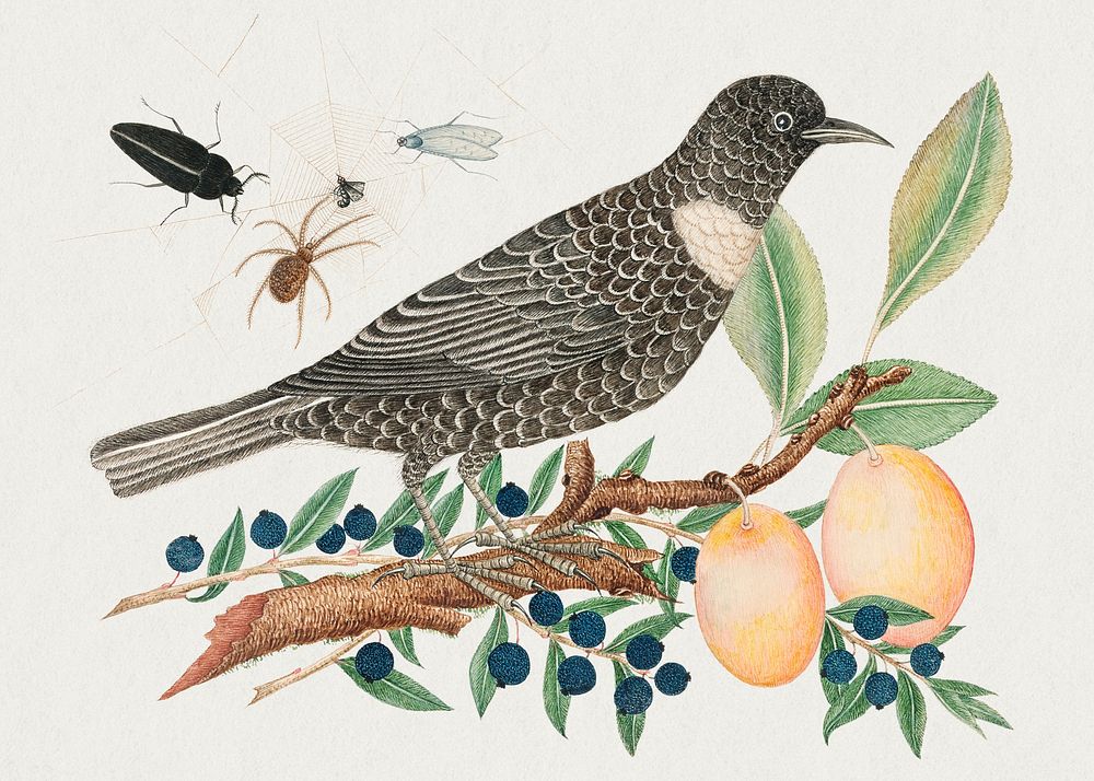 The 18th century illustration of a black bird with blueberries and apricots. Original from The Smithsonian. Digitally…