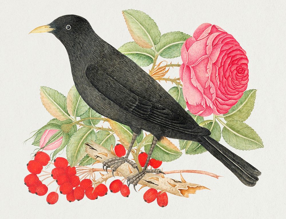 Vintage birds and rose psd illustration, remixed from the 18th-century artworks from the Smithsonian archive.