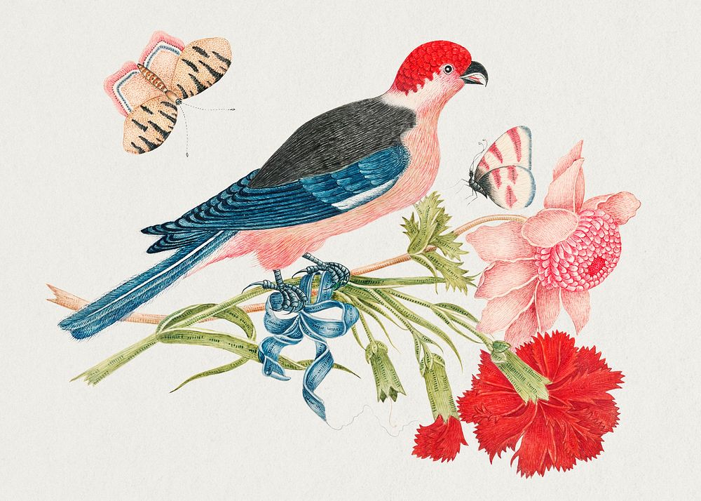 The 18th century illustration of a pink, red, blue, and black bird on a branch with blossoms and butterflies. Original from…