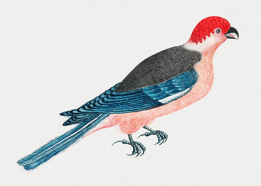 Vintage bird psd illustration, remixed from the 18th-century artworks from the Smithsonian archive.