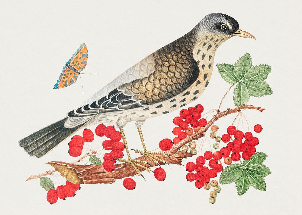 The 18th century illustration of a brown bird on a branch with persimmons and a butterfly. Original from The Smithsonian.…