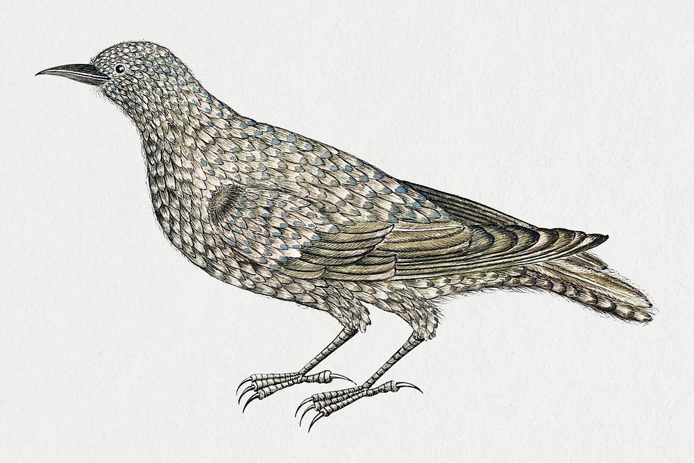 Vintage bird illustration, remixed from the 18th-century artworks from the Smithsonian archive. 