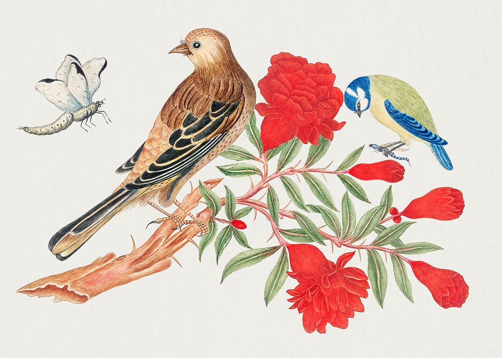 The 18th century illustration of brown and black bird and blue and yellow birds on branch with red blossoms hunting insects.…