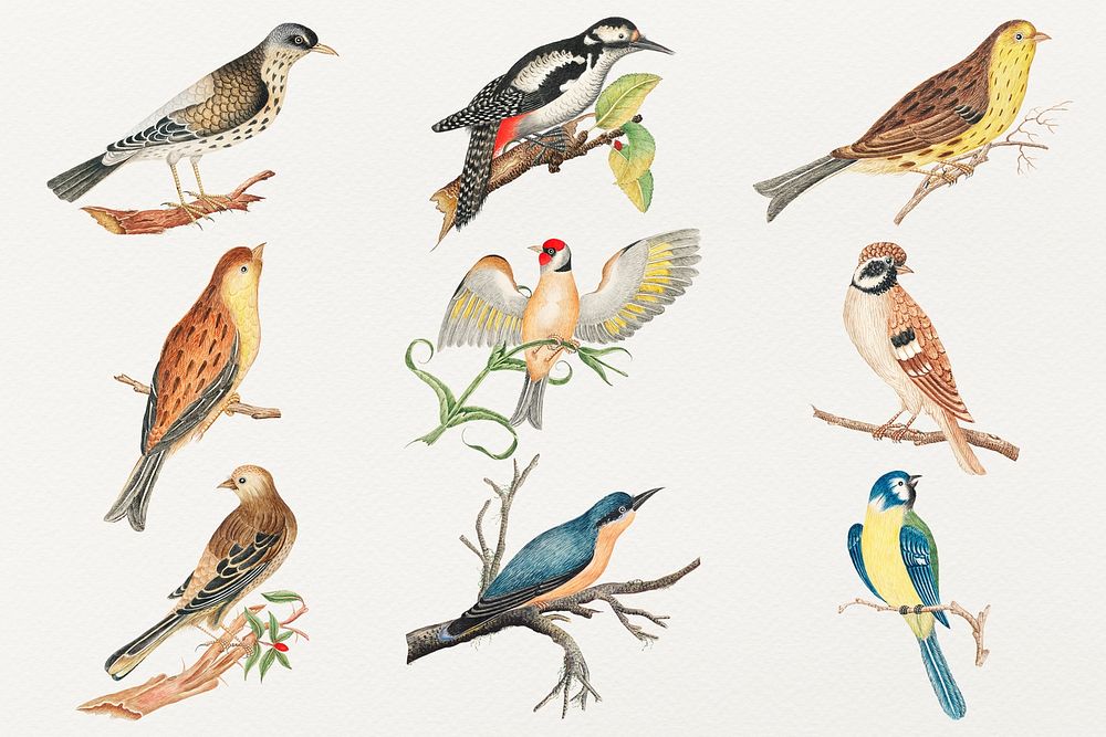 Vintage psd bird watercolor set, remixed from the 18th-century artworks from the Smithsonian archive.