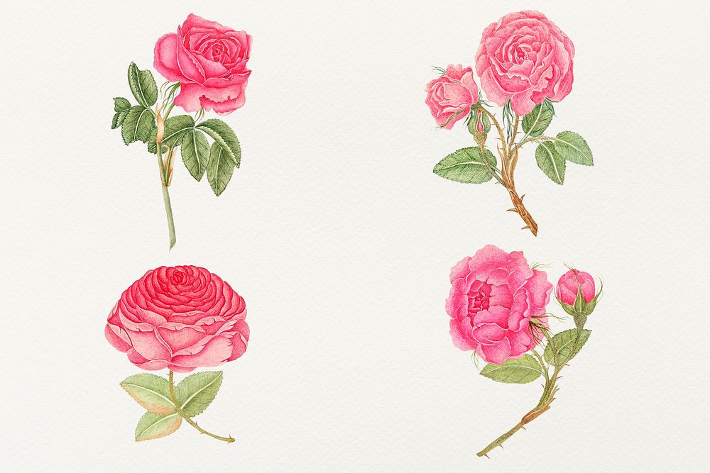 Vintage pink rose illustration set, remixed from the 18th-century artworks from the Smithsonian archive.