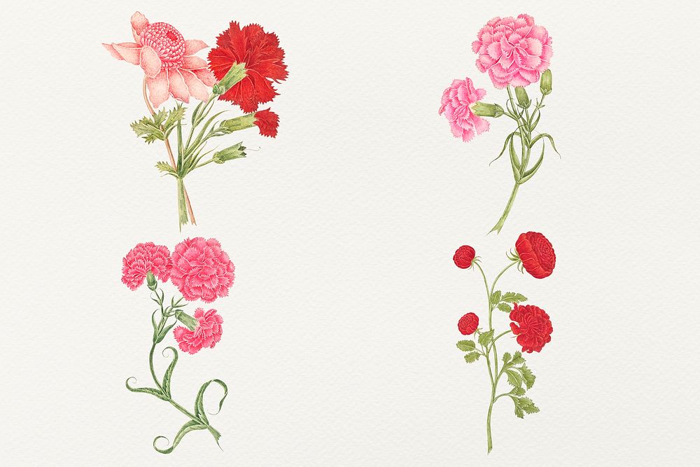Vintage flowers illustration set, remixed from the 18th-century artworks from the Smithsonian archive.