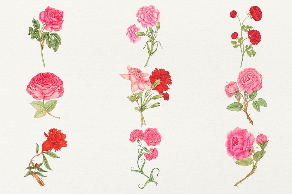 Vintage flowers illustration set, remixed from the 18th-century artworks from the Smithsonian archive.
