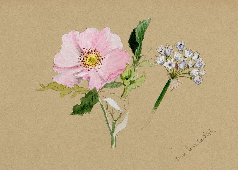 Flower Study (1876&ndash;1878) by Mary Vaux Walcott. Original from The Smithsonian. Digitally enhanced by rawpixel.
