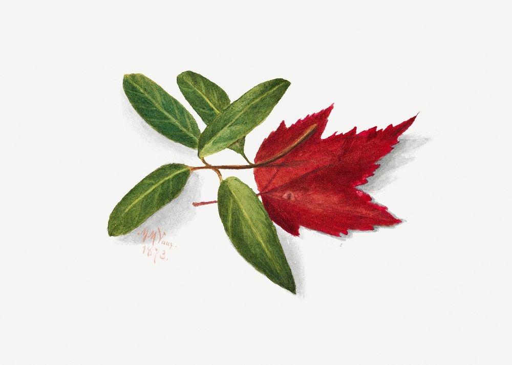 Red maple leaf psd green botanical illustration