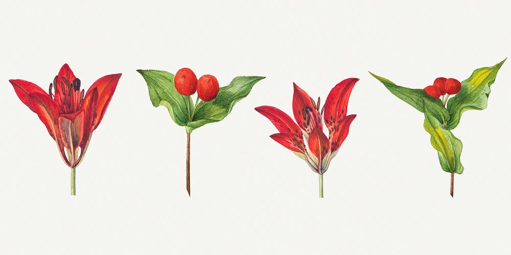 Wild plants illustration hand drawn set, remixed from the artworks by Mary Vaux Walcott