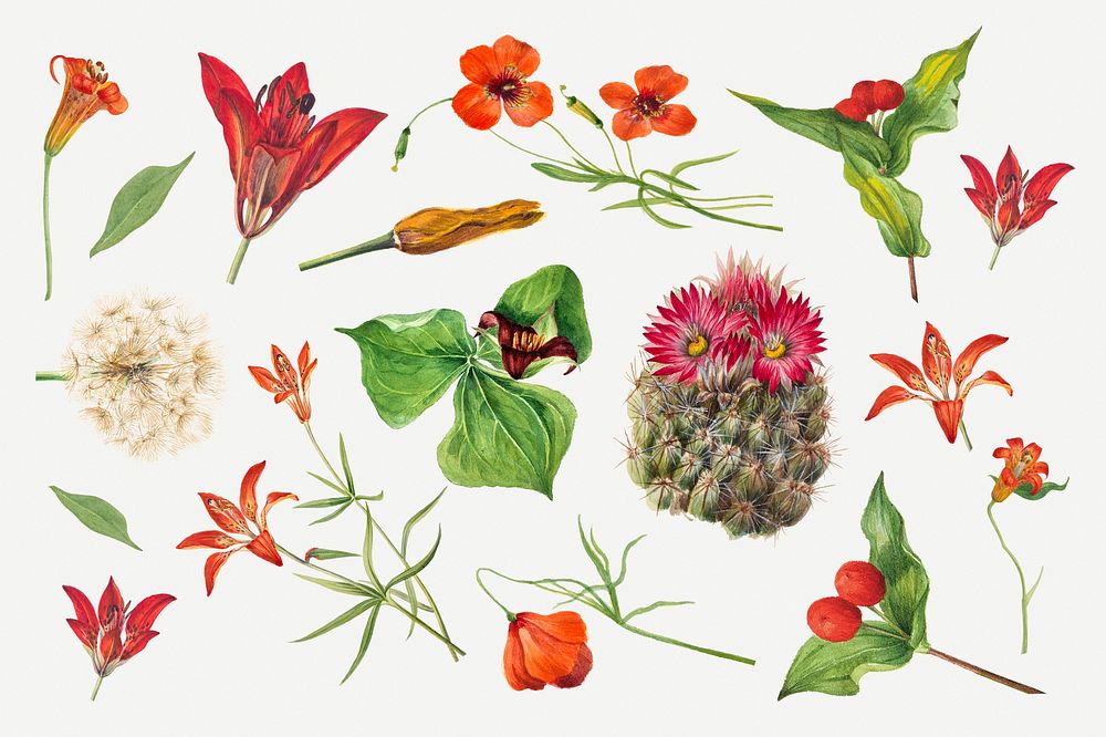 Red, orange and pink flower collection psd botanical illustration