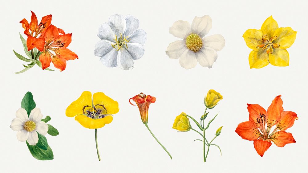 Colorful blooming flowers illustration hand drawn set, remixed from the artworks by Mary Vaux Walcott