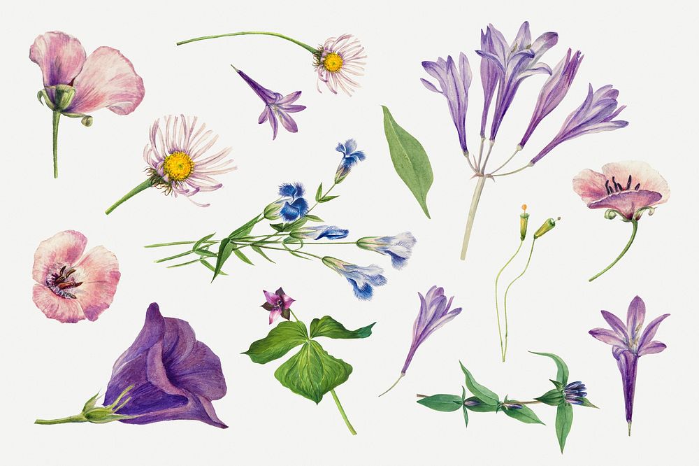 Purple wild flowers psd illustration hand drawn set