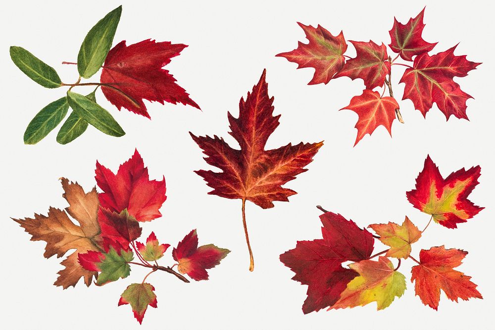 Autumn leaves set psd botanical illustration, remixed from the artworks by Mary Vaux Walcott