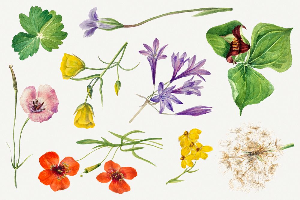 Blooming flowers botanical illustration set, remixed from the artworks by Mary Vaux Walcott