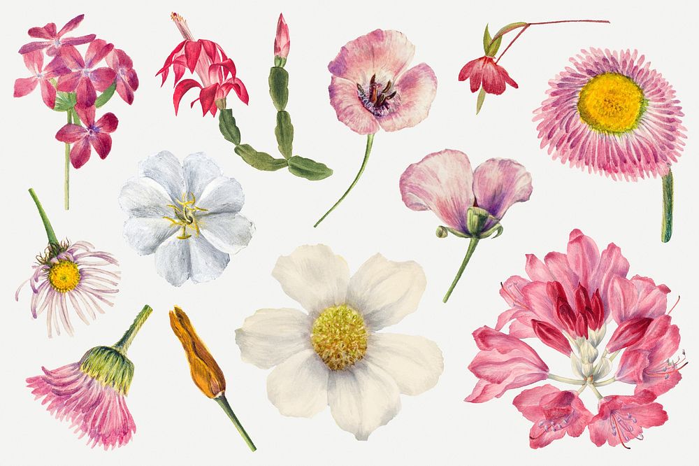 Hand drawn pink psd wild flowers floral illustration set