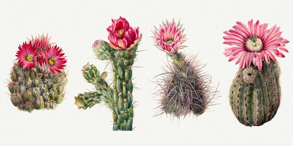 Cactus flowers botanical vintage illustration set, remixed from the artworks by Mary Vaux Walcott