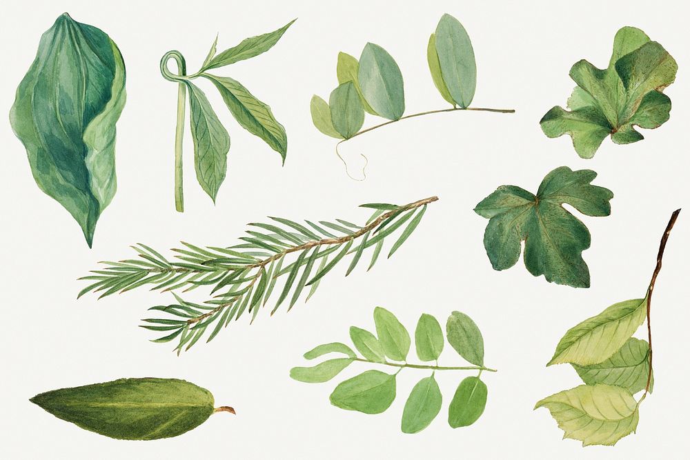 Vintage green leaves botanical illustration set, remixed from the artworks by Mary Vaux Walcott