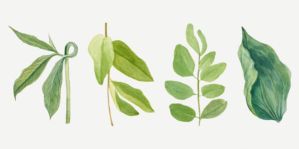 Vintage green leaves illustration psd sticker set, remixed from the artworks by Mary Vaux Walcott