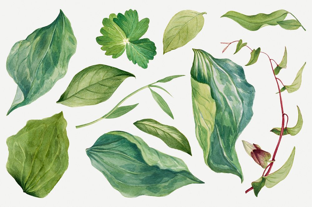 Wild plant green leaves psd illustration hand drawn set, remixed from the artworks by Mary Vaux Walcott