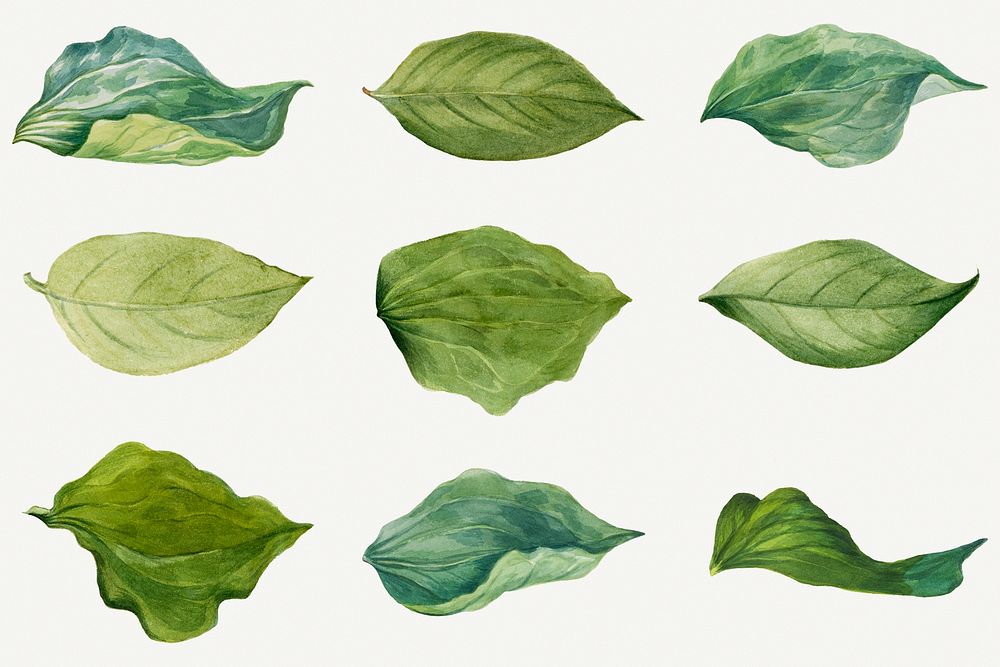Hand drawn green leaves floral illustration set, remixed from the artworks by Mary Vaux Walcott