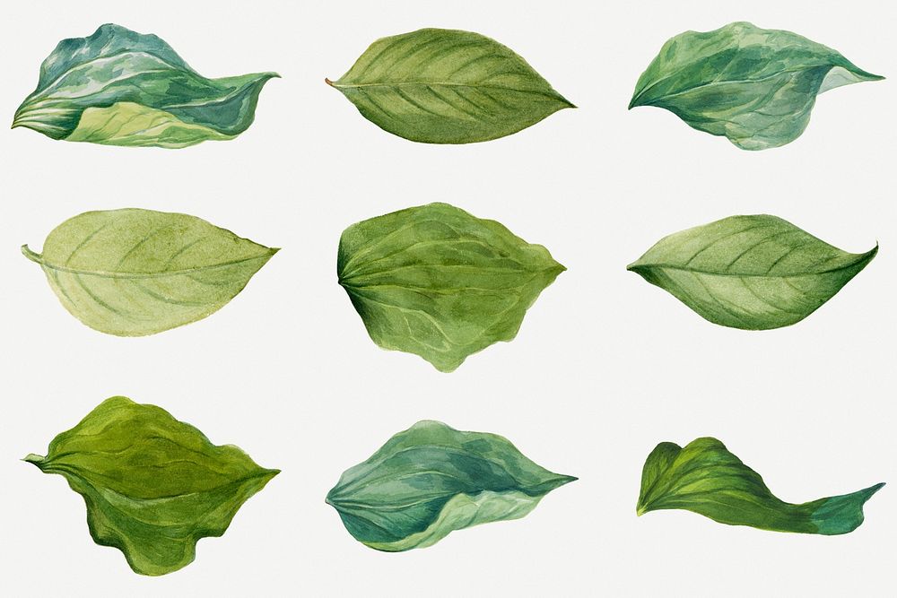 Hand drawn green leaves psd floral illustration set, remixed from the artworks by Mary Vaux Walcott