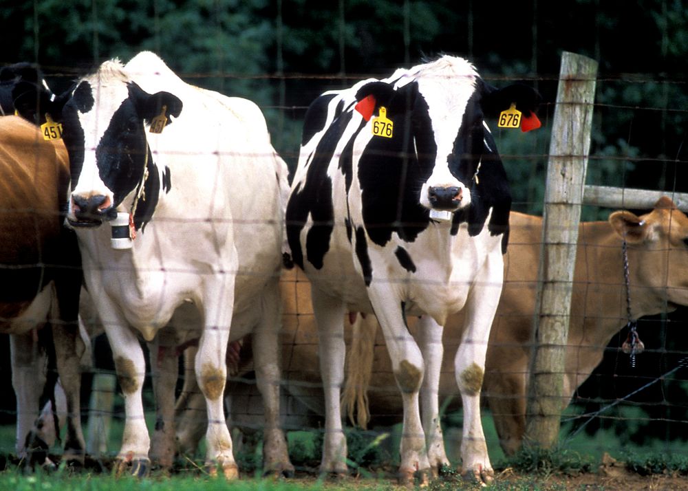 Penned cattle undergoing an inspection for signs of central nervous system disorders. Original image sourced from US…