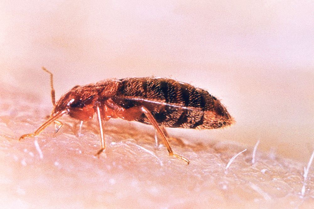 A left lateral view of a common bed bug, Cimex lectularius. Original image sourced from US Government department: Public…