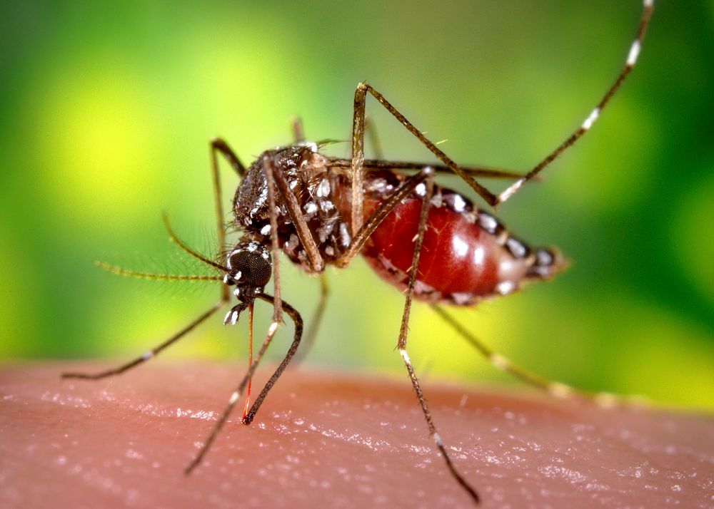A left lateral view of a female, Aedes aegypti mosquito obtaining a blood meal from a human host.