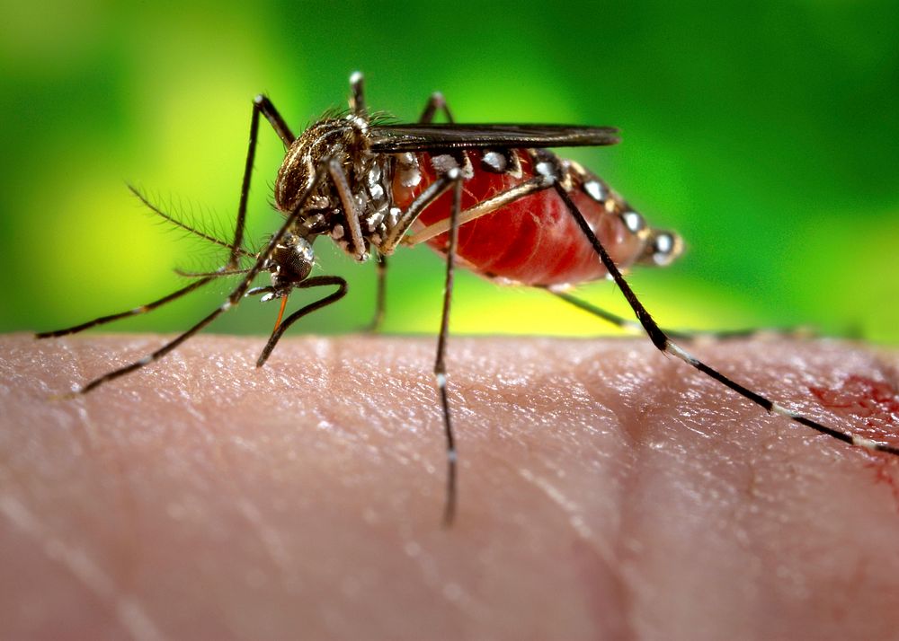 A female, Aedes aegypti mosquito obtaining a blood meal from a human host. Original image sourced from US Government…
