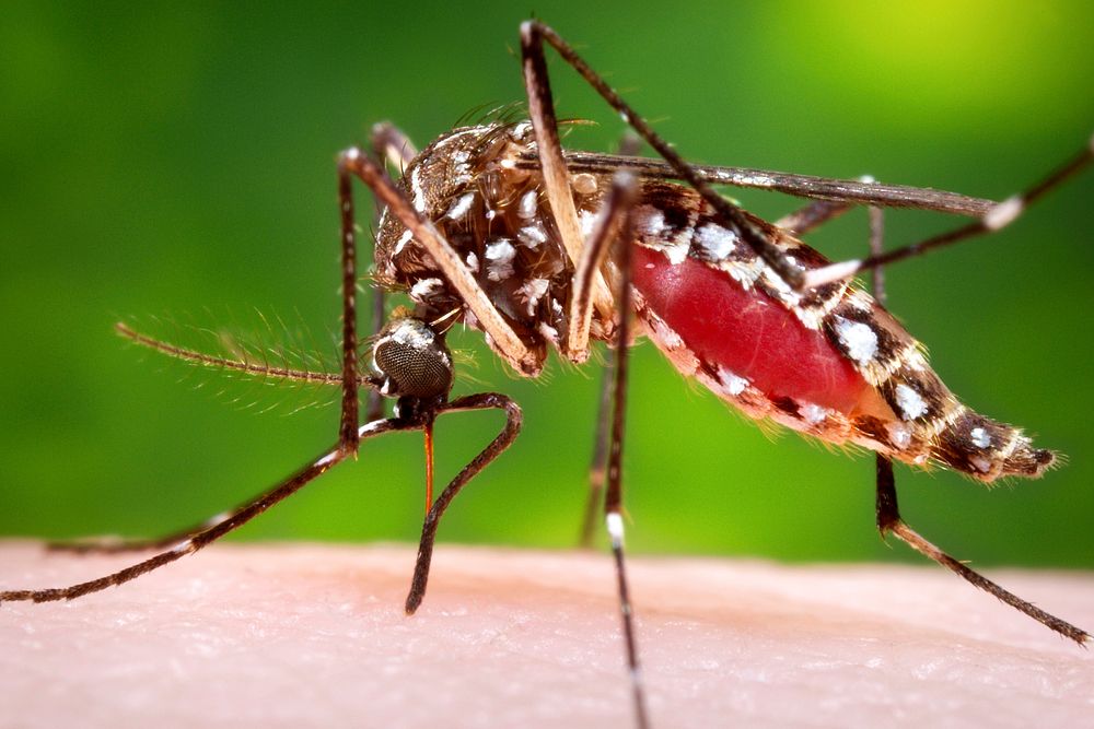 A female, Aedes aegypti mosquito obtaining a blood meal from a human host. Original image sourced from US Government…