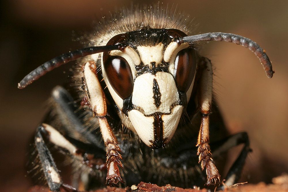 A Bald-faced hornet, Dolichovespula maculata. Original image sourced from US Government department: Public Health Image…
