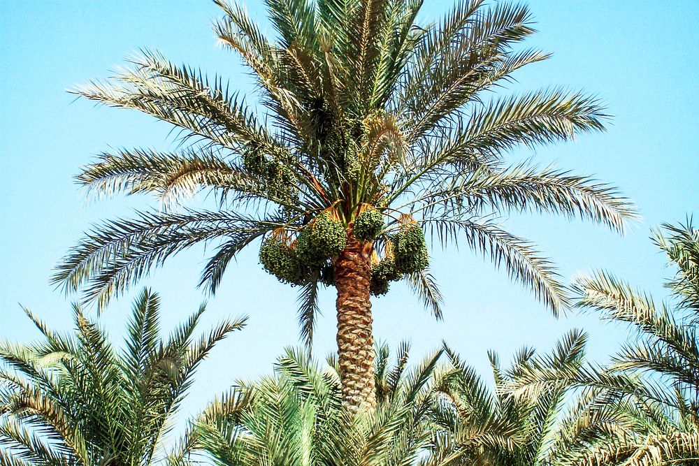 A typical date palm, Phoenix dactylifera, growing somewhere in Egypt&rsquo;s arid environment.