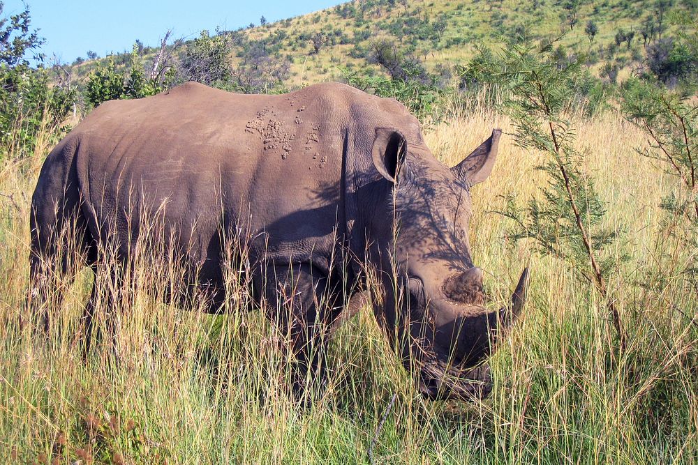 A young grazing black rhinoceros, with its two&ndash;horned snout, and leathery, wrinkled skin.