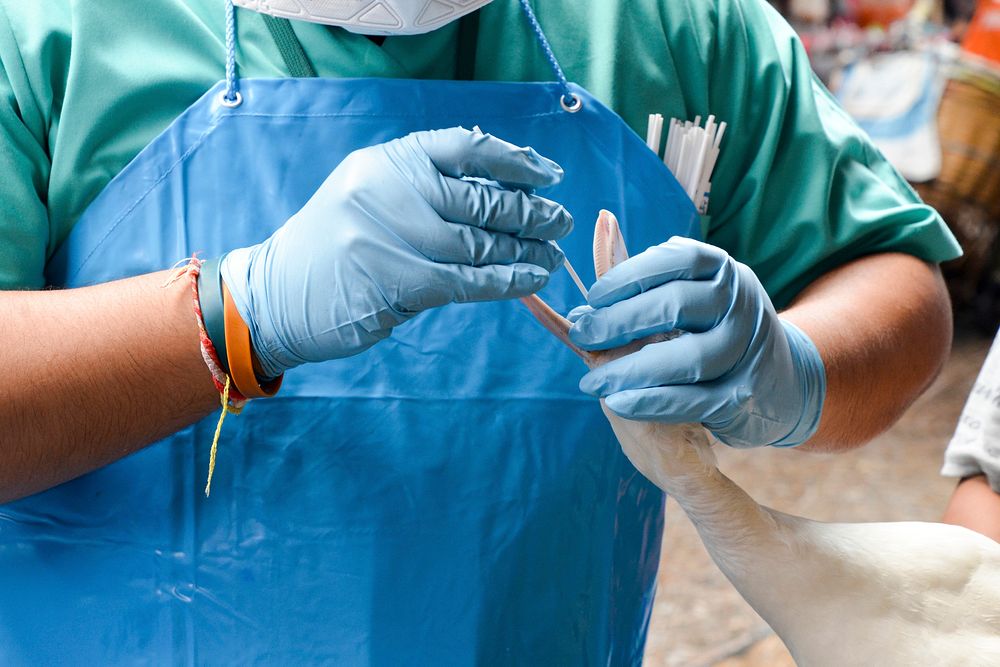 A field epidemiologist performing a mouth swab inside the beak of a white duck, in order to carry out an infectious disease…