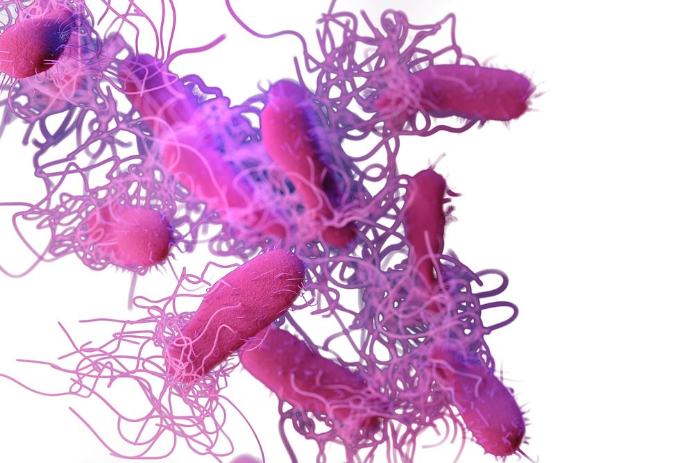 A 3D illustration of drug&ndash;resistant, nontyphoidal, Salmonella sp. bacteria
