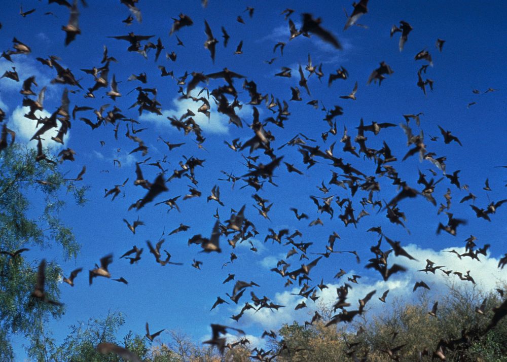 A horde of unidentified bats, an animal know to be a possible carrier of the rabies virus. Original image sourced from US…