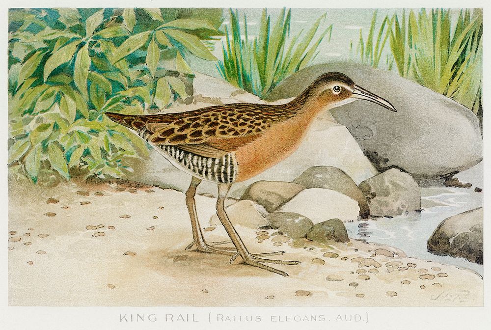 King Rail (Rallus Elegans, Aud) illustrated by J.L. Ridgway (1859&ndash;1947) and W.B. Gillette (1864&ndash;1937) from Game…