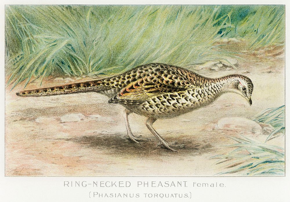 Ring&ndash;Necked Pheasant, Female (Phasianus Torquatus) illustrated by J.L. Ridgway (1859&ndash;1947) and W.B. Gillette…