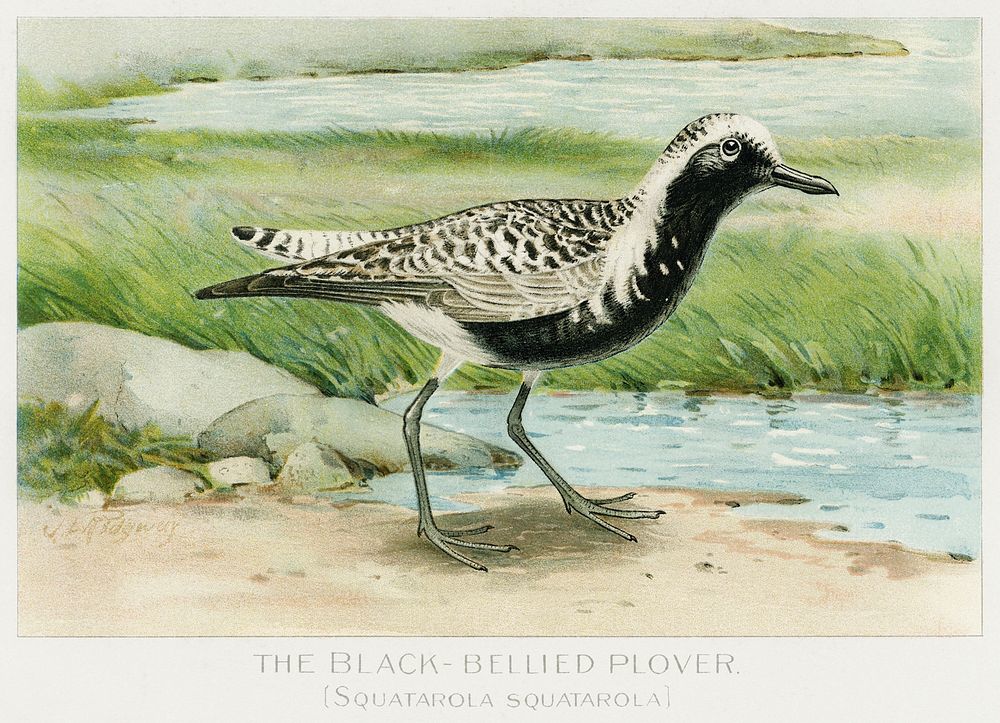 The Black&ndash;Bellied Plover (Squatarola Squatarola) illustrated by J.L. Ridgway (1859&ndash;1947) and W.B. Gillette…