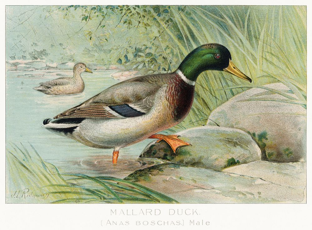 Mallard Duck (Anas Boschas) Male illustrated by J.L. Ridgway (1859&ndash;1947) and W.B. Gillette (1864&ndash;1937) from Game…