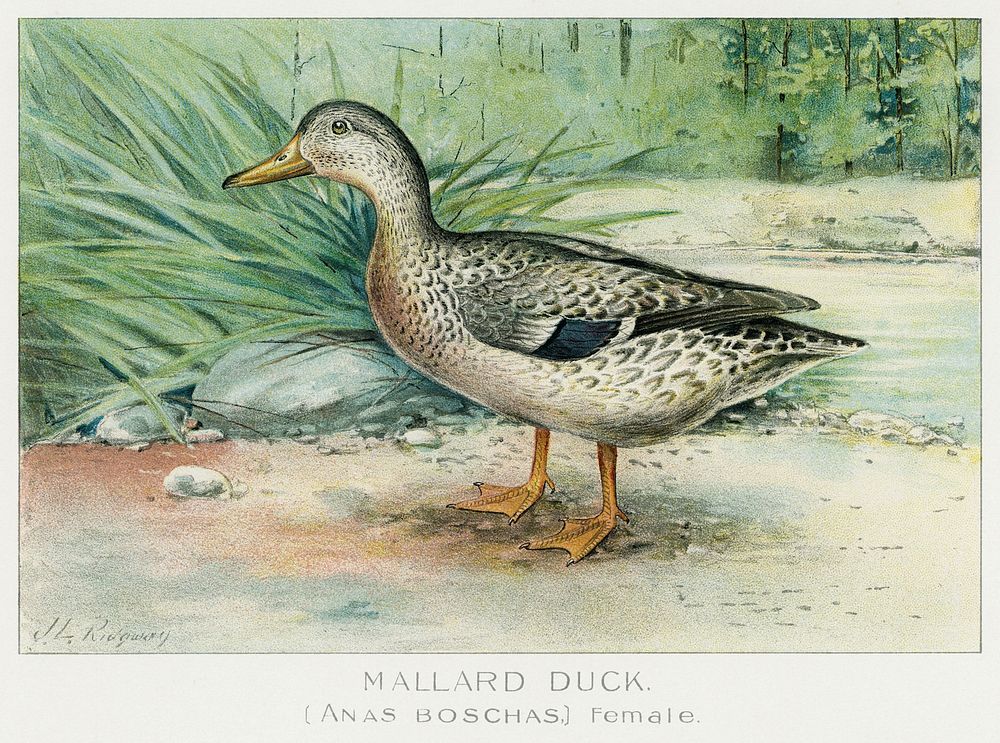 Mallard Duck (Anas Boschas) Female illustrated by J.L. Ridgway (1859&ndash;1947) and W.B. Gillette (1864&ndash;1937) from…