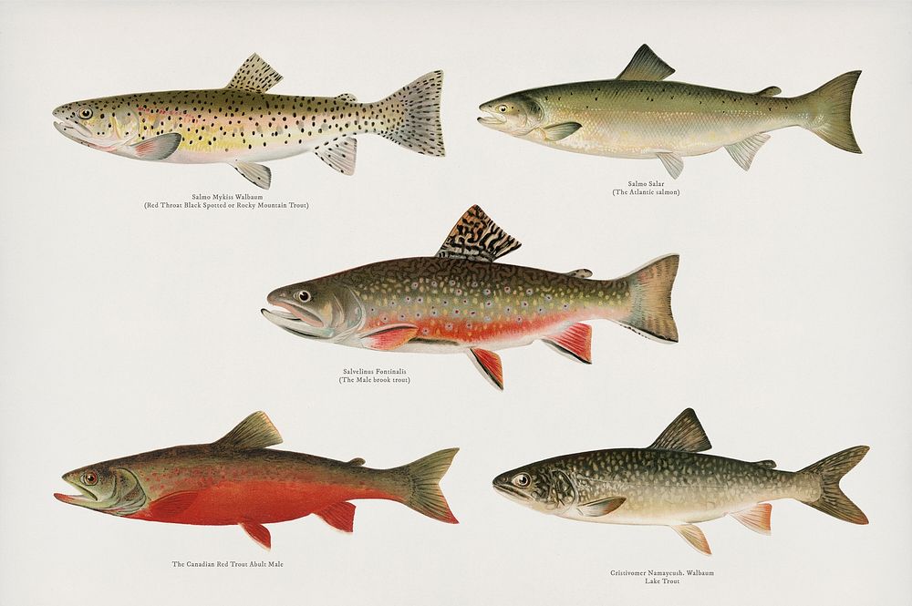 Set of fish illustrations found in Fishes of North America 