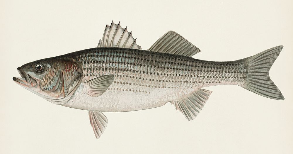 Striped Bass( Roccus Lineatus) illustrated by Sherman F. Denton (1856-1937) from Game Birds and Fishes of North America.…