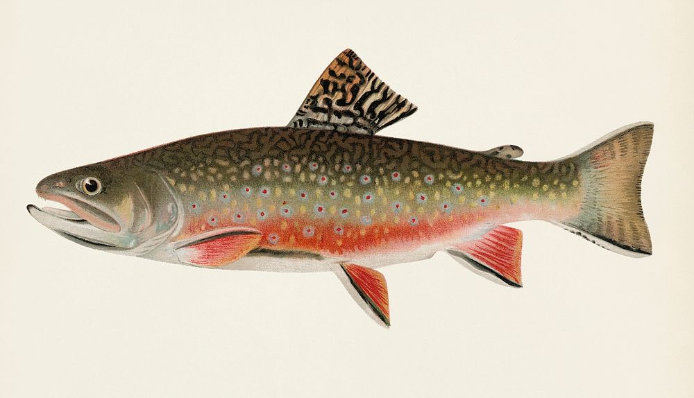 Male brook trout (Salvelinus Fontinalis) illustrated by Sherman F. Denton (1856-1937) from Game Birds and Fishes of North…