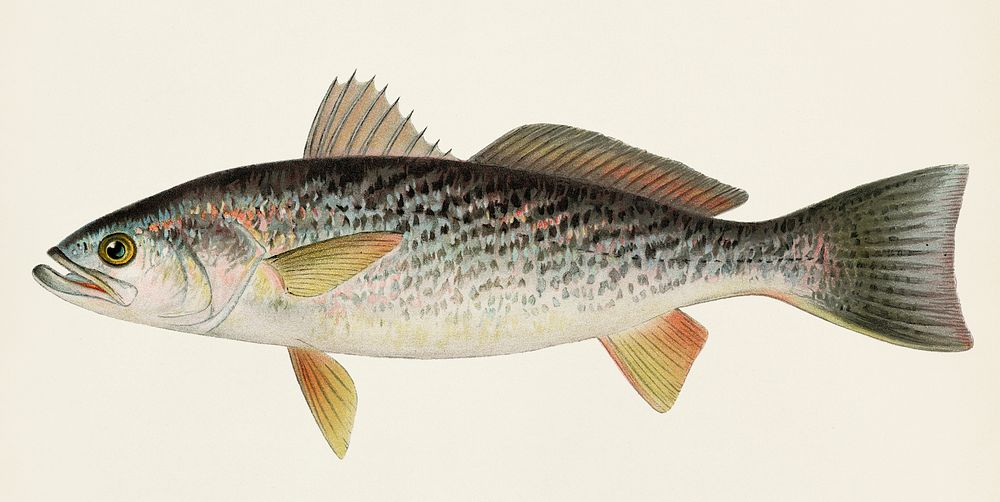 Weak-Fish or Squeteacue (Cynoscion Regale) illustrated by Sherman F. Denton (1856-1937) from Game Birds and Fishes of North…